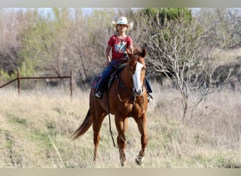 American Quarter Horse, Gelding, 6 years, 15,2 hh, Sorrel