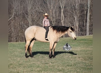 American Quarter Horse, Gelding, 6 years, 15,3 hh, Buckskin