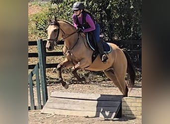 American Quarter Horse, Gelding, 6 years, 15,3 hh, Buckskin