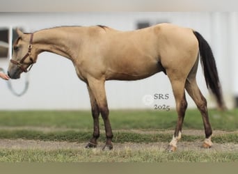 American Quarter Horse, Gelding, 6 years, 15,3 hh, Buckskin