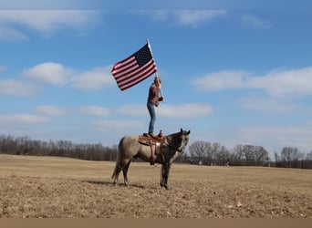 American Quarter Horse, Gelding, 6 years, 15,3 hh, Gray