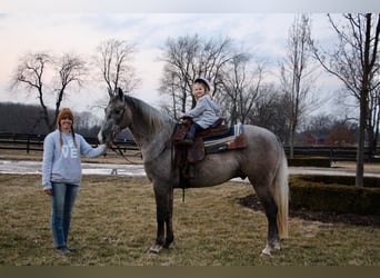 American Quarter Horse, Gelding, 6 years, 15,3 hh, Gray