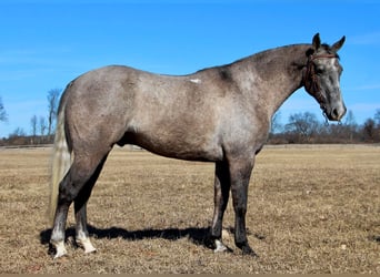 American Quarter Horse, Gelding, 6 years, 15,3 hh, Gray