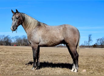 American Quarter Horse, Gelding, 6 years, 15,3 hh, Gray