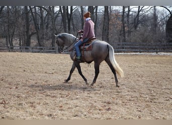 American Quarter Horse, Gelding, 6 years, 15,3 hh, Gray