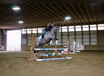 American Quarter Horse, Gelding, 6 years, 15,3 hh, Gray