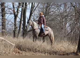 American Quarter Horse, Gelding, 6 years, 15,3 hh, Gray