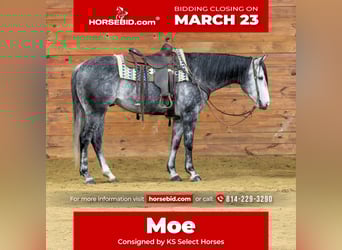 American Quarter Horse, Gelding, 6 years, 15,3 hh, Grey