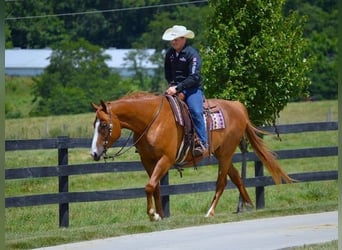 American Quarter Horse, Gelding, 6 years, 16,1 hh, Chestnut