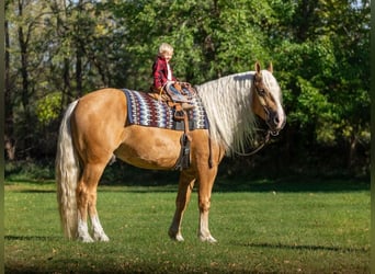 American Quarter Horse Mix, Wallach, 6 Jahre, 16,1 hh, Palomino