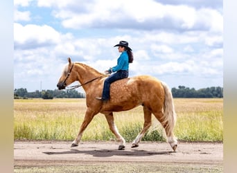 American Quarter Horse Mix, Wallach, 6 Jahre, 16,1 hh, Palomino