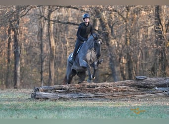 American Quarter Horse, Gelding, 6 years, 16.1 hh, Roan-Blue