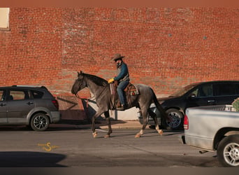 American Quarter Horse, Gelding, 6 years, 16.1 hh, Roan-Blue