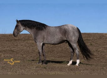 American Quarter Horse, Gelding, 6 years, 16.1 hh, Roan-Blue