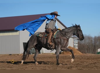 American Quarter Horse, Gelding, 6 years, 16.1 hh, Roan-Blue