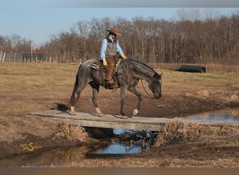 American Quarter Horse, Gelding, 6 years, 16.1 hh, Roan-Blue