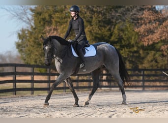 American Quarter Horse, Gelding, 6 years, 16.1 hh, Roan-Blue