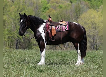 American Quarter Horse, Gelding, 6 years, 16.1 hh, Tobiano-all-colors