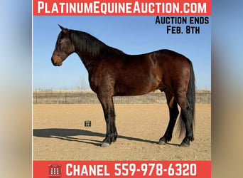American Quarter Horse, Gelding, 6 years, 16.2 hh, Bay