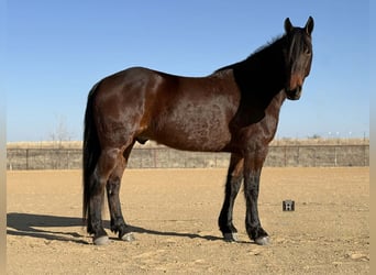 American Quarter Horse, Gelding, 6 years, 16.2 hh, Bay