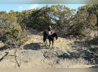 American Quarter Horse, Gelding, 6 years, 16.2 hh, Bay