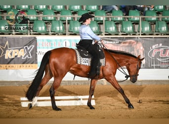 American Quarter Horse, Gelding, 6 years, 16.2 hh, Brown