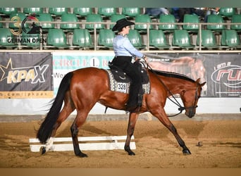 American Quarter Horse, Gelding, 6 years, 16,2 hh, Brown