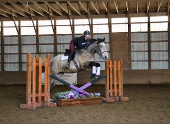 American Quarter Horse, Gelding, 6 years, 16,2 hh, Gray-Red-Tan