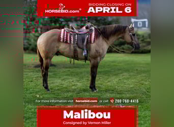 American Quarter Horse, Gelding, 6 years, 16.2 hh, Grullo