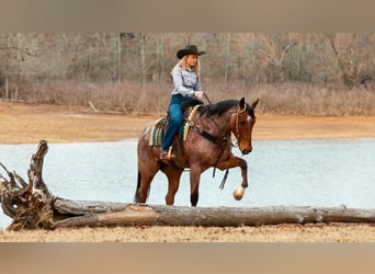 American Quarter Horse, Gelding, 6 years, 16.2 hh, Roan-Bay