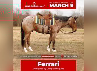 American Quarter Horse, Gelding, 6 years, 16.2 hh, Roan-Bay