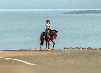 American Quarter Horse, Gelding, 6 years, 16.2 hh, Roan-Bay