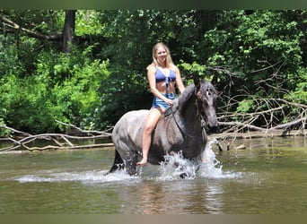American Quarter Horse, Gelding, 6 years, 16.2 hh, Roan-Blue