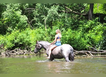 American Quarter Horse, Gelding, 6 years, 16.2 hh, Roan-Blue