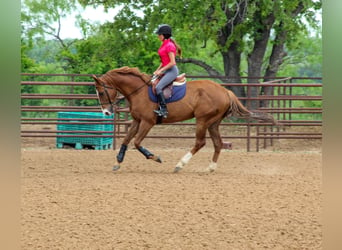 American Quarter Horse, Gelding, 6 years, 16.2 hh, Sorrel