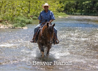 American Quarter Horse, Gelding, 6 years, 16.2 hh, Tobiano-all-colors