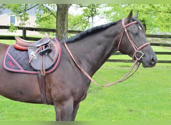 American Quarter Horse, Gelding, 6 years, 16.3 hh, Black