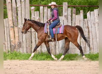 American Quarter Horse Mix, Gelding, 6 years, 16 hh, Bay