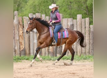 American Quarter Horse Mix, Gelding, 6 years, 16 hh, Bay