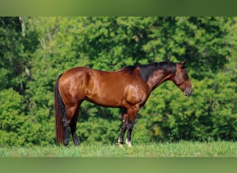 American Quarter Horse, Gelding, 6 years, 16 hh, Bay