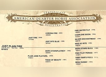 American Quarter Horse, Gelding, 6 years, 16 hh, Bay
