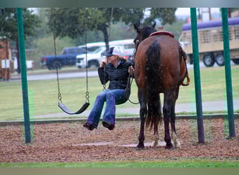 American Quarter Horse, Gelding, 6 years, 16 hh, Bay