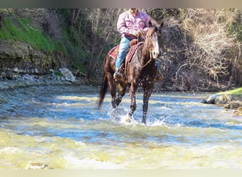 American Quarter Horse, Gelding, 6 years, 16 hh, Bay