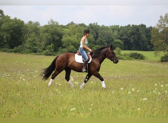 American Quarter Horse, Gelding, 6 years, 16 hh, Black