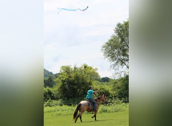 American Quarter Horse, Gelding, 6 years, 16 hh, Buckskin