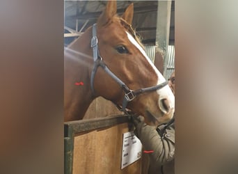 American Quarter Horse, Gelding, 6 years, 16 hh, Chestnut-Red