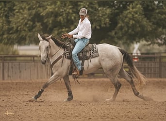 American Quarter Horse, Gelding, 6 years, 16 hh, Gray