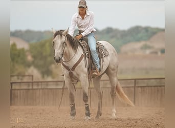 American Quarter Horse, Gelding, 6 years, 16 hh, Gray
