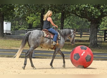 American Quarter Horse, Gelding, 6 years, 16 hh, Grey