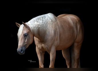 American Quarter Horse, Gelding, 6 years, 16 hh, Palomino